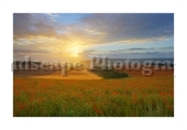slides/Poppy Field Sunrise.jpg  Poppy Field Sunrise